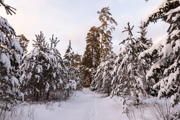 snow covered trees in the woods cloudy day sunset tones spruce trees Latvian forest 