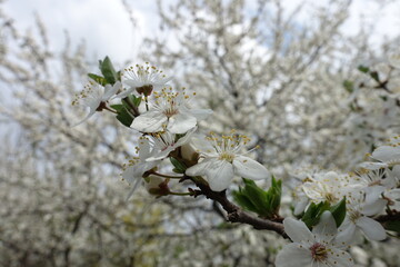 Macro of white flowers on branch of plum tree in April