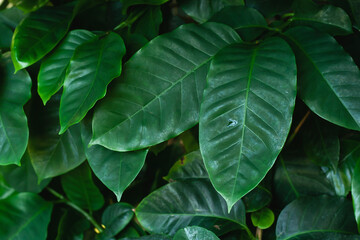 Coffea arabica green leraves