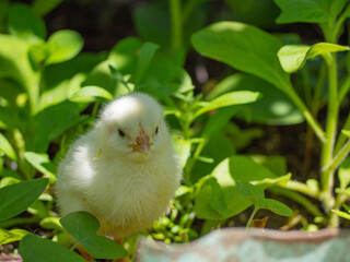 A small newborn yellow chicken in the lush green grass under the rays of the sun.