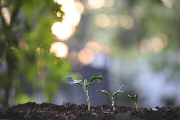 small green sprout plant growing
