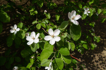 Several white flowers of quince tree in May