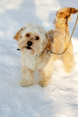 Maltipoo puppy in winter with a leash