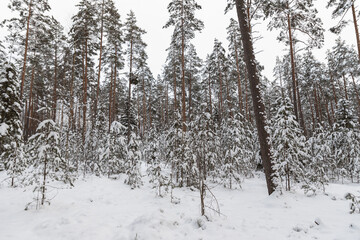snow covered trees in the forest cloudy day cool tones mature pine trees Latvian woods