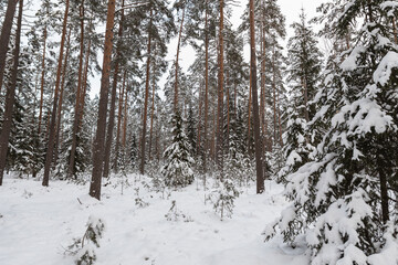 snow covered trees in the forest cloudy day cool tones mature pine trees Latvian woods