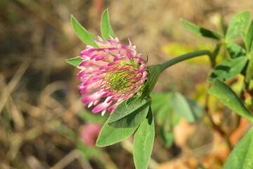 Beautiful pink clover flower in the meadow, closeup