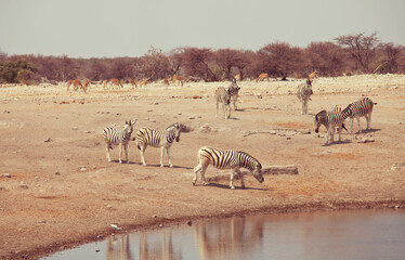 Fototapeta na wymiar African safari