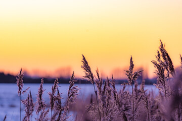 Gr&auml;ser im Winter