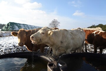 Charolais und Kuh