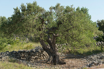 Fototapeta premium olive tree