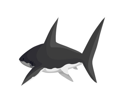 shark character. Underwater sea animal. Big dangerous marine predator. Illustration of Marine wildlife