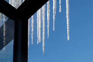 Transparent icicles against the blue sky. Clear ice shining in the sun in winter day. Frozen water. Icicles, water drops.