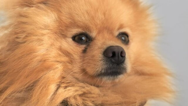 Close-up shot of a pomeranian with yellow fur and brown eyes