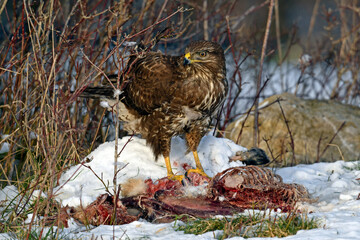 Mäusebussard (Buteo buteo) frisst an Kadaver im Schnee // Common buzzard (Buteo buteo) eats a dead...