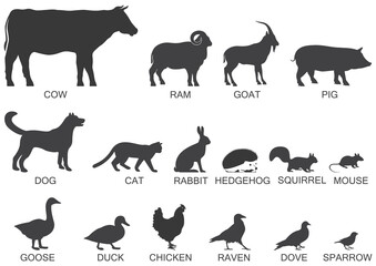 Silhouettes of animals and birds. Vector illustration on a white background.