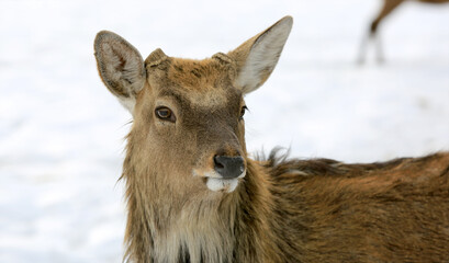 portrait of wild deer