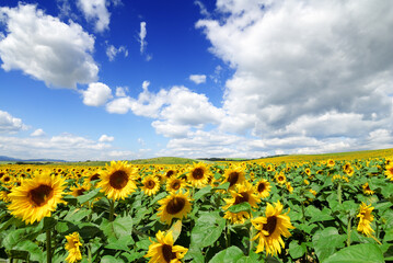 Fototapeta na wymiar Field of yellow sunflowers