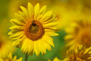 Closeup of sunflower with bee