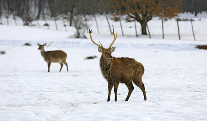 deers on snow covered pasture