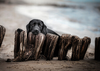 Labrador im urlaub