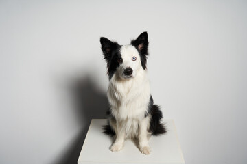 Black and white dog with different colored eyes on white box