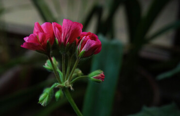 Geranium flower buds