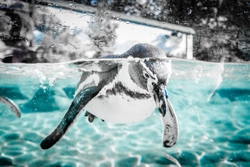 Pinguin im Wasser