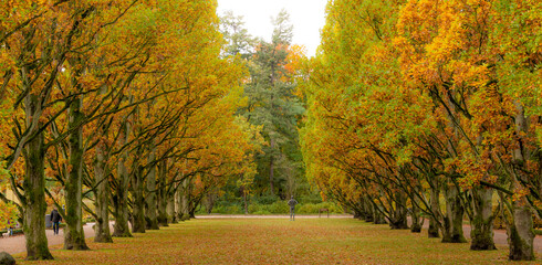 B&auml;ume im Herbst