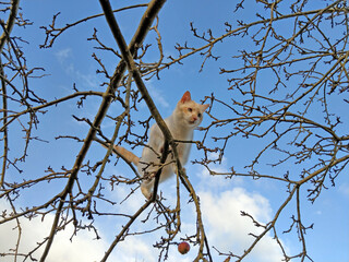 White cat up an apple tree - against a blue sky