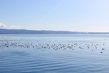 Flock of seagulls on the beach. Beautiful Mediterranean landscape in Croatia.
