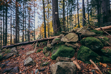 A tree in a forest a mountain