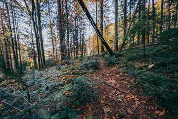 A tree in a forest a mountain