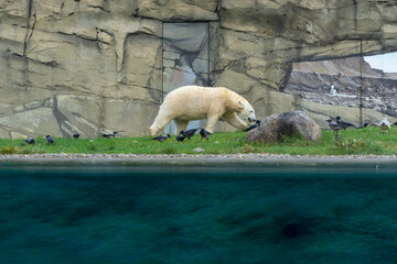 Eisb&auml;r auf Nahrungssuche