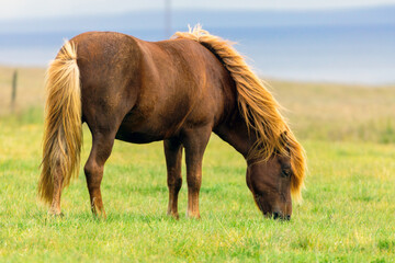 Wild icelandic horse portrait. Animal and wildlife concept.