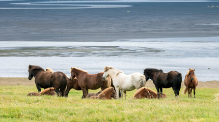 Wild icelandic horses standing together in the wind. Animal and wildlife concept.