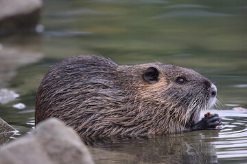 Nutria