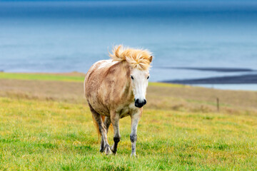 Wild icelandic horse portrait. Animal and wildlife concept.