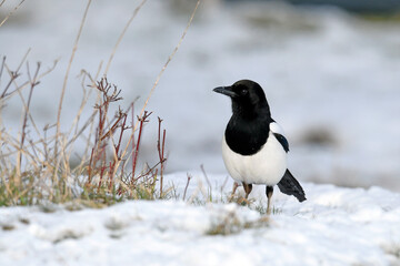 Elster // Common magpie (Pica pica)