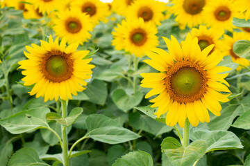 Beautiful yellow color sunflower in the agriculture farm background