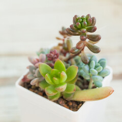 Succulent plants on white blurred background