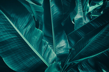 tropical banana leaves, dark green nature background