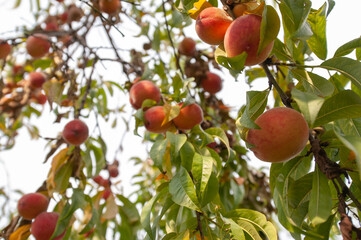 ecological
peaches