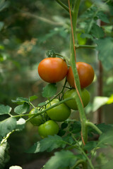 organic tomato