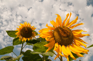 sunflower field in the summer