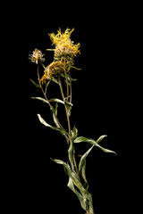 Dried dead Dandelion flower isolated on black background. Sample of a flower in oriental style with pastel colors.