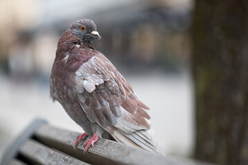 pigeon in the city on a bench