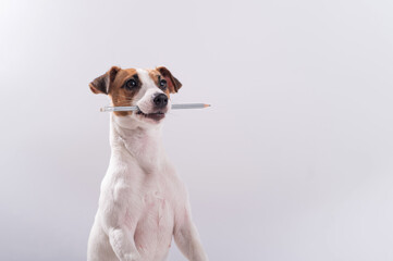 Dog Jack Russell Terrier holds a simple pencil in his mouth on a white background