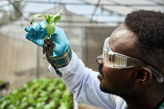 Geneticists are researching vegetables.