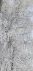 Frosty trees
