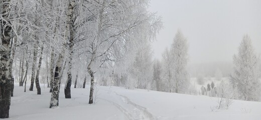 Obraz premium Frosty trees